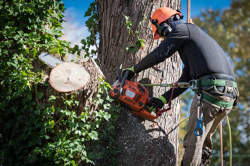 Tree Service Irvine CA: Enhancing Greenery and Safety in Your Neighborhood
